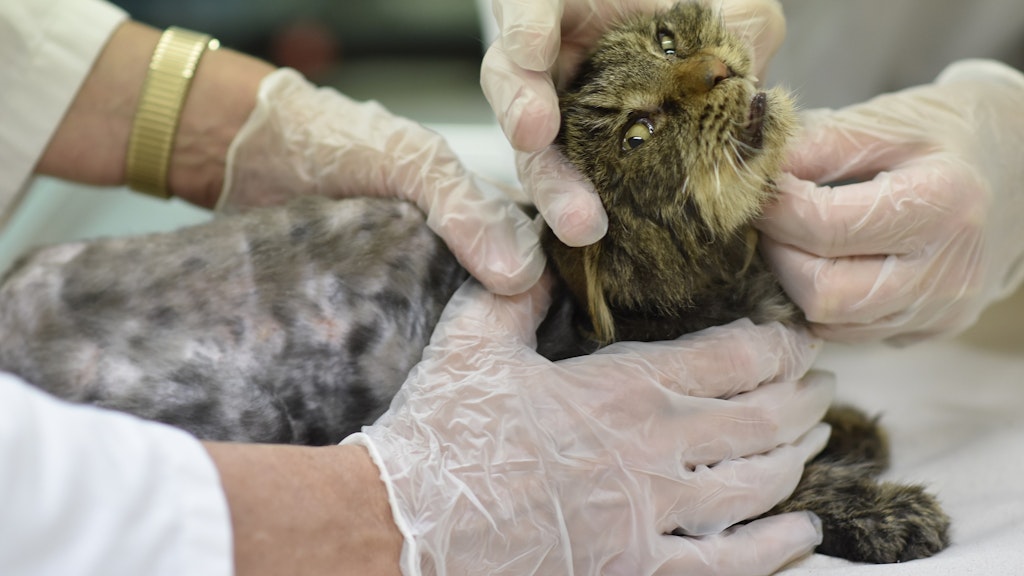 Die Katzen mussten behandelt werden, waren in schrecklichem Zustand.