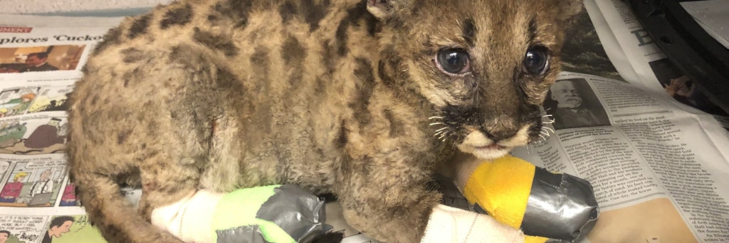 Das Berglöwen-Baby (etwa vier bis sechs Wochen alt) mit dem Spitznamen „Captain Cal“ wurde mit versengten Schnurrhaaren, Pfoten und verletzten Augen eingeliefert.