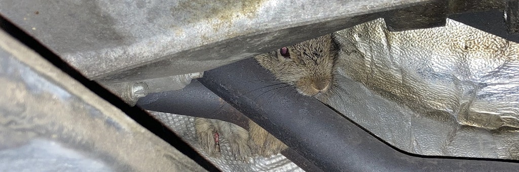Das Kaninchen war im Motorraum des Autos eingeschlossen, kam von selbst nicht heraus.