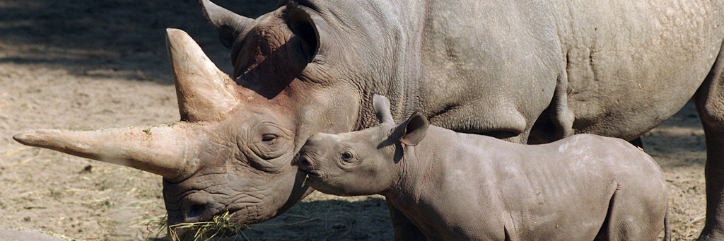 Kilaguni und ihr Baby Sukari auf einem Foto aus dem Jahr 1997.