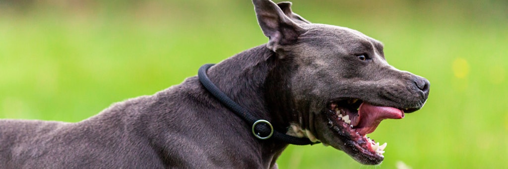 In den USA wurde eine 36-Jährige von Hunden attackiert und getötet (Symbolbild).