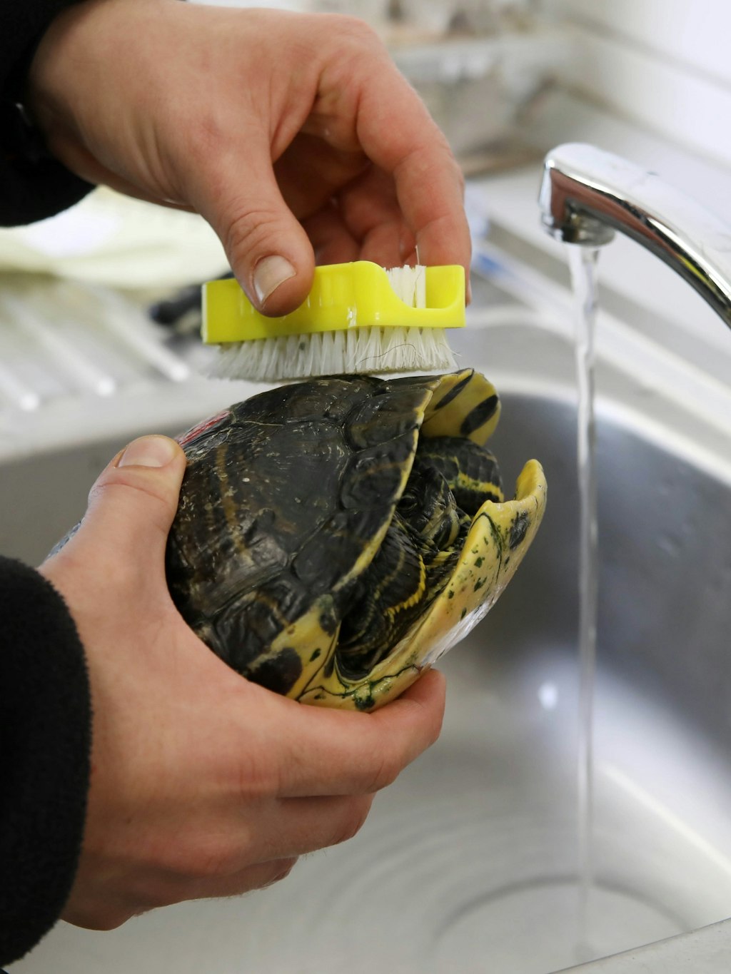 Jede Schildkröte wird geputzt, damit keine Keime ins Winterquartier gelangen.