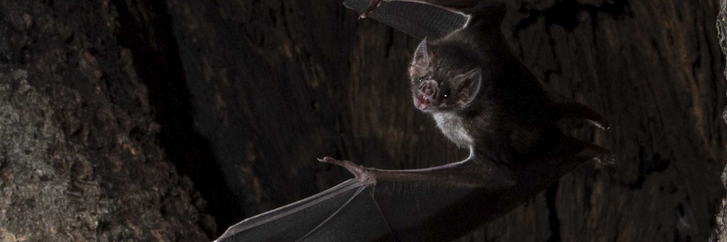 Eine Vampirfledermaus. 
