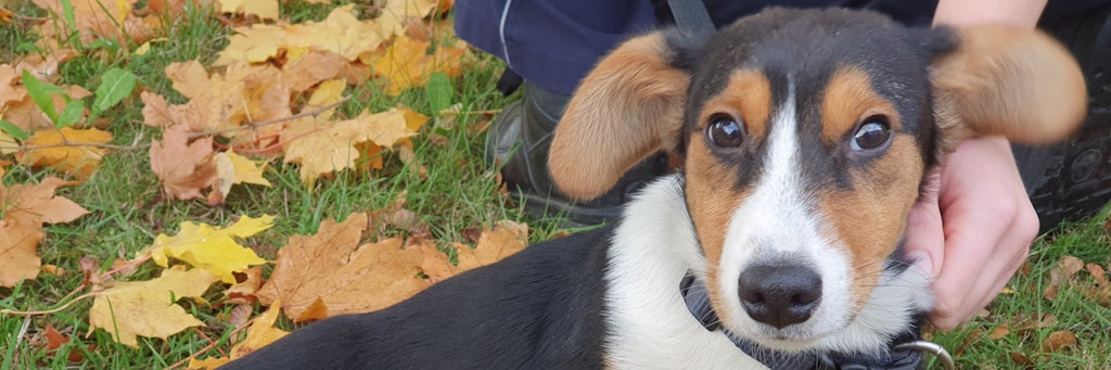 Hundewelpe Paul hat sein Abenteuer heil überstanden.