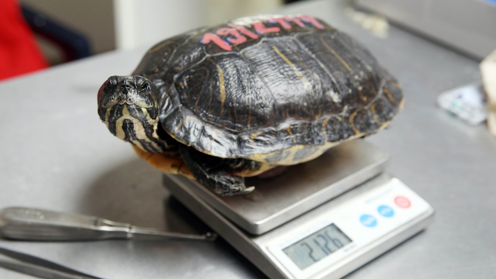 Vor dem Umzug in die Kühlkammer werden die Tiere gewogen und untersucht.