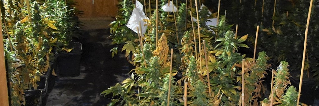 Die Brandenburger Polizei fotografierte auf dem Heuboden einige der erntereifen Cannabispflanzen.