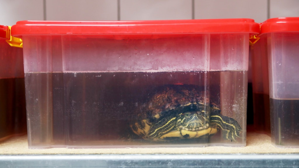Angekommen im Winterquartier: So verbringen die Schildkröten bei 5 Grad Celsius die kalte Jahreszeit.