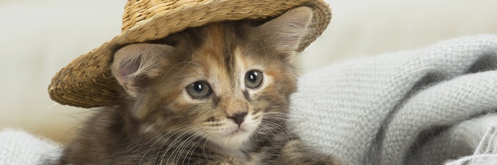 Katzenbaby mit Hut.