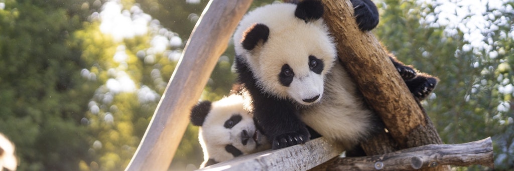 Die Panda-Jungs Pit (vorne) und Paule haben neue Geschmacksgelüste. 