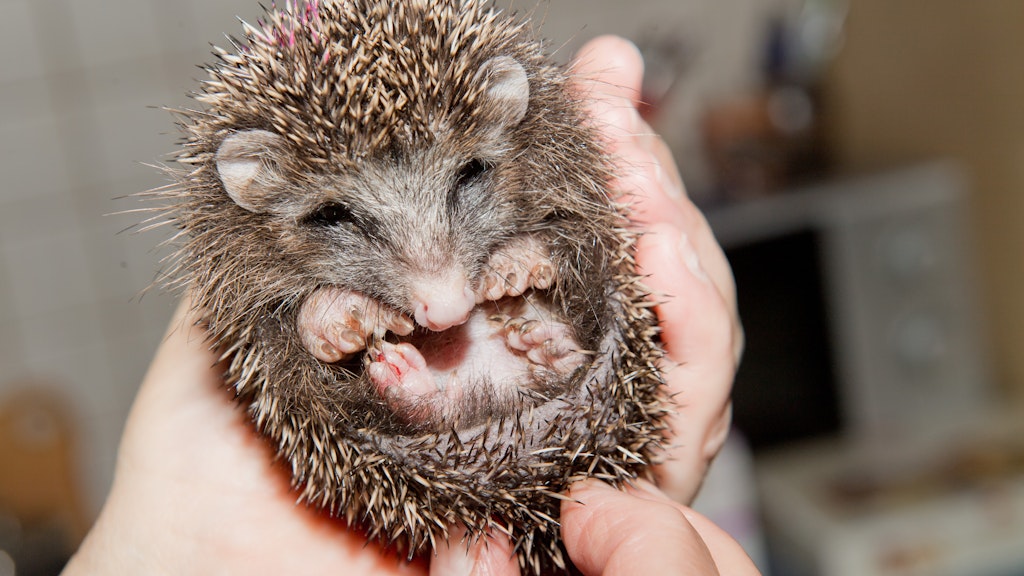 Igel werden erst im Spätsommer geboren, müssen derzeit Winterspeck anlegen.