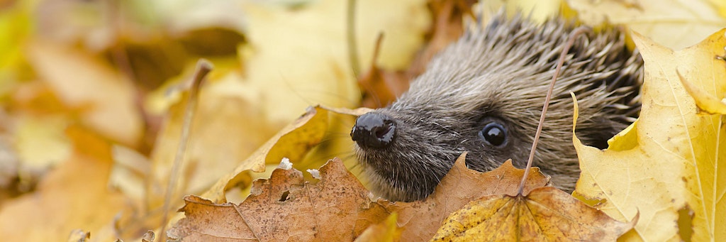 Ein Igel im Herbstlaub.