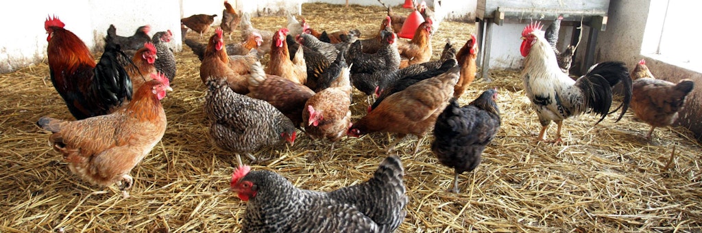 Die Geflügelpest, oder auch Vogelgrippe genannt, ist auch für Hühner in der Regel tödlich.