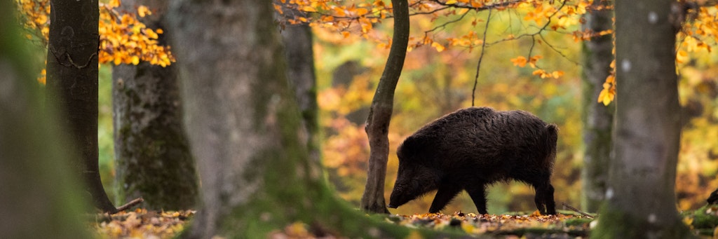 Ein Wildschwein läuft in einem Wildschweingehege durch den Wald. 