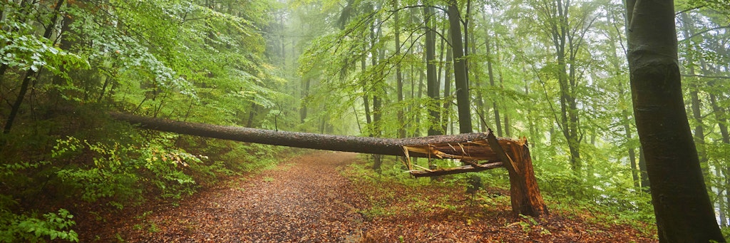 Beim ersten Herbststurm mit hohen Windgeschwindigkeiten stürzen häufig Bäume um.