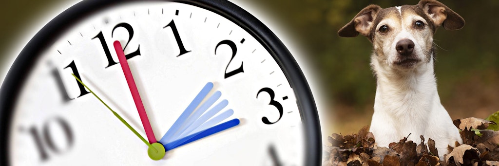 Am Sonntag, 25. Oktober, werden nachts die Uhren von drei auf zwei Uhr zurückgestellt. Das bedeutet auch für Haustiere Stress - wenn man sie nicht darauf vorbereitet.