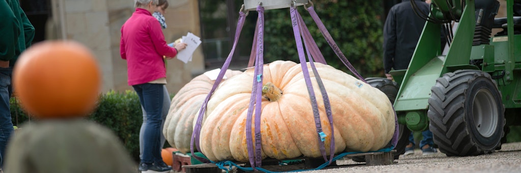 Da staunste! Der Mega-Kürbis der Sorte Atlantic Giant wiegt 702 Kilo und 400 Gramm.