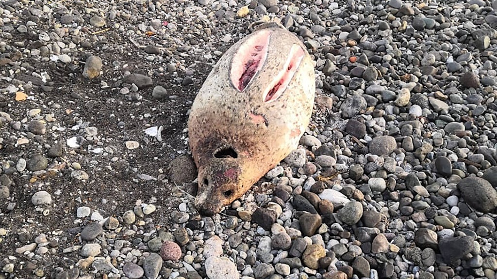 Russische Behörden rätseln, weshalb es zum massenhaften Tiersterben an der Küste der Halbinsel Kamtschatka kommt. 