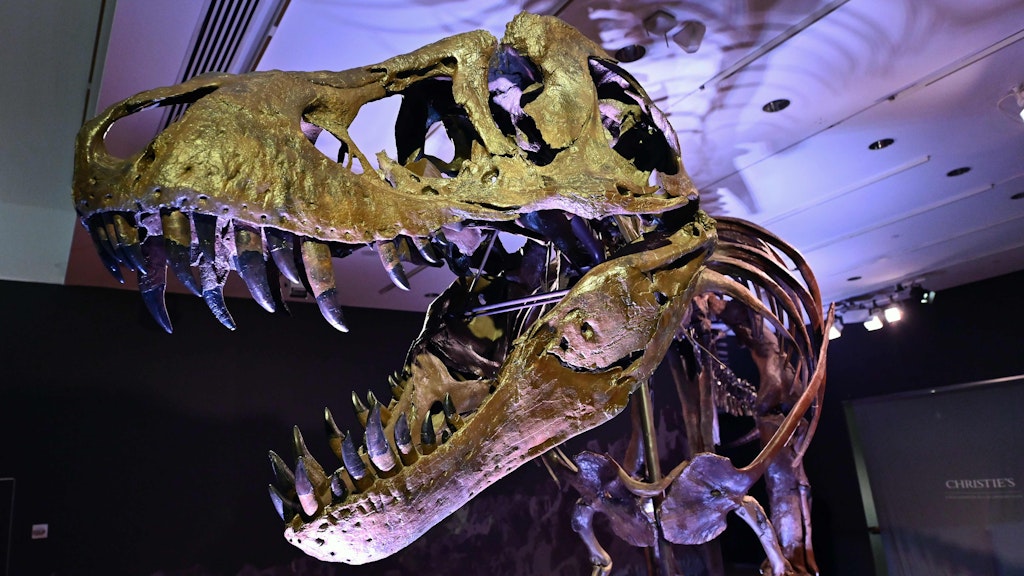 Bei der Auktion wurden schon nach zwei Minuten mehr als neun Millionen Dollar für das wertvolle Fossil geboten.