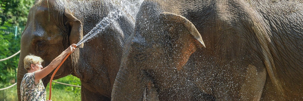 Sommer 2019: Eine Tierpflegerin verschafft Karla mit dem Wasserschlauch Abkühlung. 