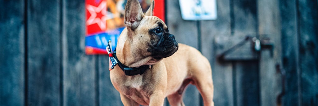 Die französische Bulldogge Wilbur Beast gewann die Wahl zum Bürgermeister. 