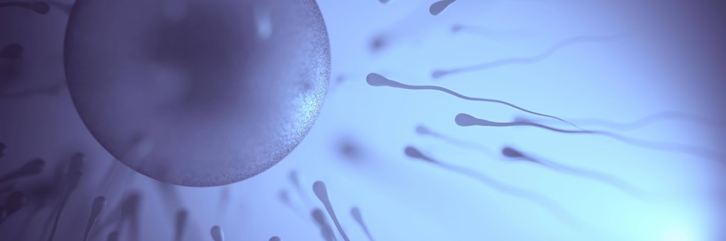 Spermien schwimmen auf eine Eizelle zu. Auch noch nach einer Corona-Infektion?