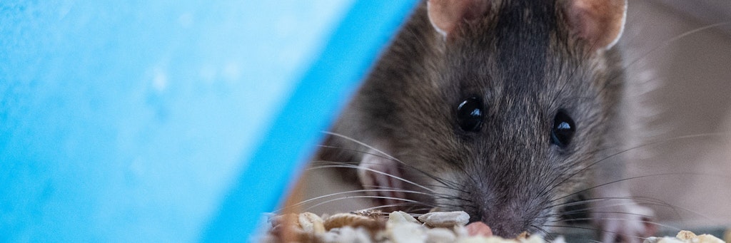 Eine Ratte holt sich aus einem Vogelhaus Futter.