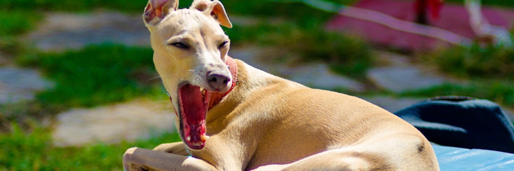 Schlechter Atem? Mundgeruch bei Hunden sollten Halter immer vom Tierarzt abklären lassen.