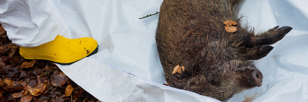 Ein totes Wildschwein. Brandenburg meldet bereits über 150 Fälle der Afrikanischen Schweinepest.