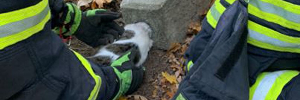 Eine Katze steckt mit dem Kopf in Betonklotz fest und wird von der Feuerwehr gerettet. 