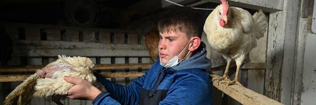 Der 17-Jährige Nic Dilger aus Tettnang steht in seinem Hühnerstall und kümmert sich um die Hühner, die er aufgenommen hat.