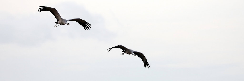 Seit Ende Oktober häuft sich das Auftreten der Vogelgrippe in Deutschland. (Symbolbild)