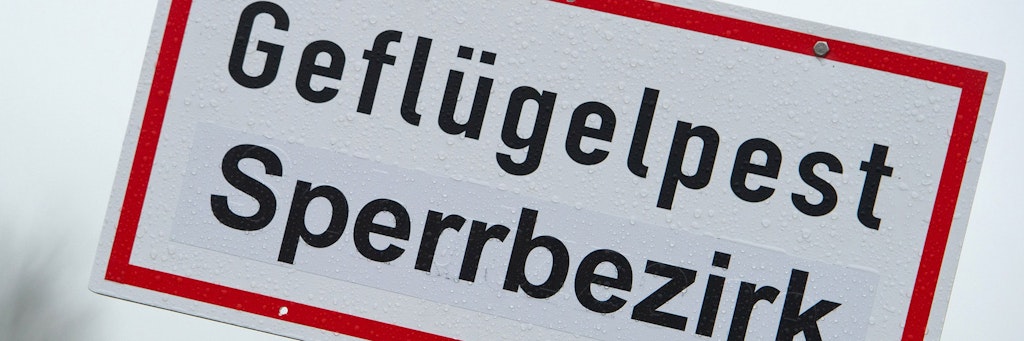 In einem Geflügelbetrieb wurden neue Fälle der Geflügelpest entdeckt. 