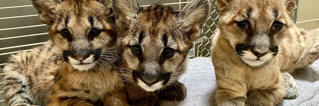 Das männliche verwaiste Puma-Baby „Captain Cal“ (M.) zwischen zwei verwaisten Puma-Schwestern.