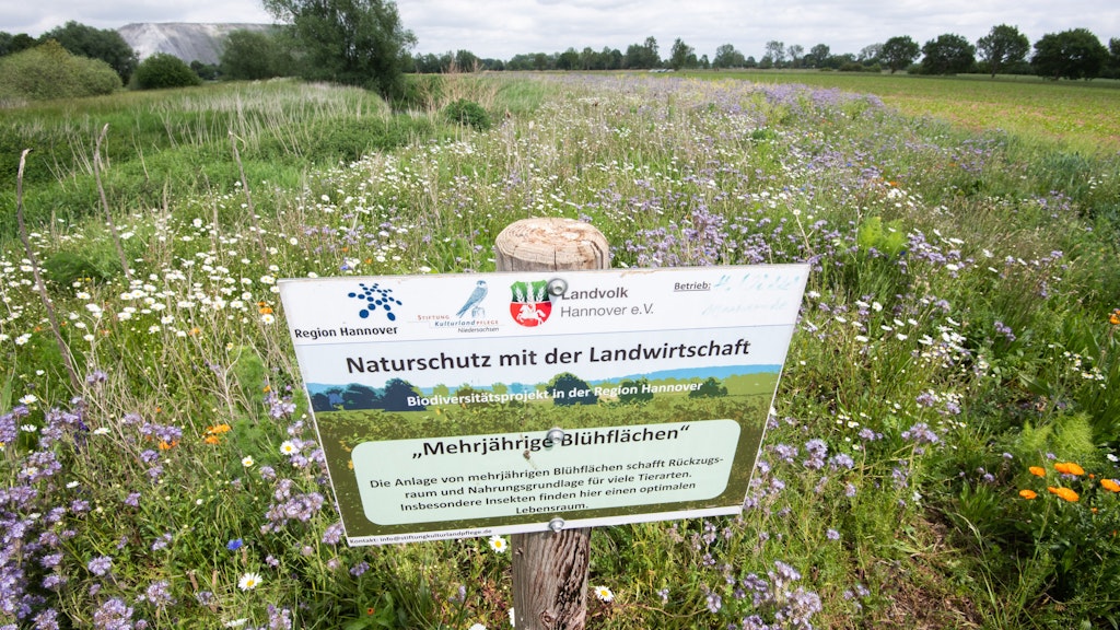 Eine mehrjährige Blühfläche in Niedersachsen soll Insekten und anderen Tieren einen Rückzugsort und eine Nahrungsgrundlage schaffen.