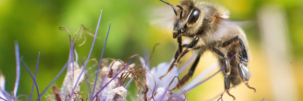 Eine Biene fliegt auf eine Blüte zu.
