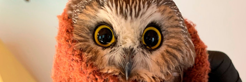 Die gerettete Eule wurde ins Ravensbeard Wildlife Center gebracht.