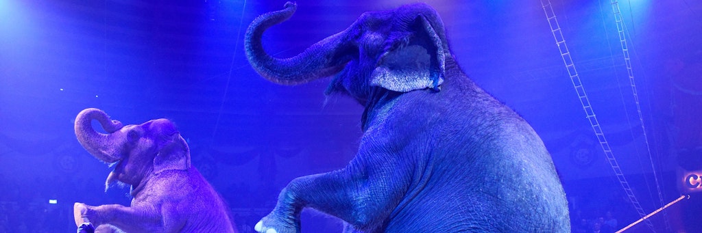 Giraffen, Elefanten, Nashörner, Flusspferde, Primaten und Großbären sollen nicht mehr neu angeschafft werden dürfen.
