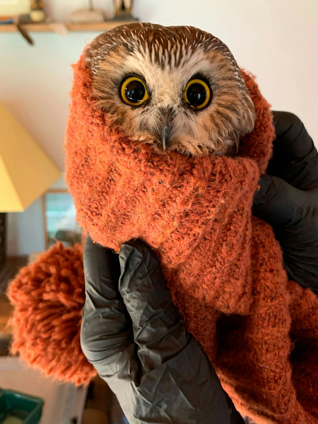 Der kleine Vogel, der jetzt Rockefeller heißt, wurde am Montag entdeckt, dehydriert und hungrig, aber ansonsten unversehrt.
