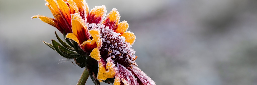Frostige Zeiten. 
