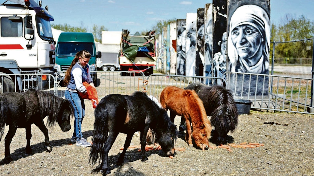 Während des ersten Lockdowns war der Zirkus bereits lahmgelegt und saß in Teltow fest. Hier füttert Tochter Celine-Michelle Rogalli die Ponys mit einer Futterspende. Die Anwohner hatten das Berliner Familienunternehmen damals sehr unterstützt.