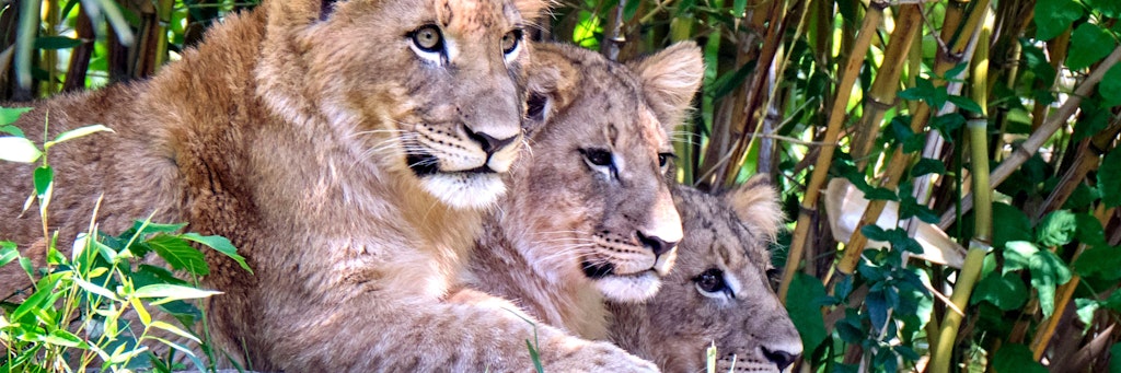 Jetzt herrschen sie als König der Tiere im Berliner Zoo: die Löwen Mateo, Hanna und Elsa (v. li.).