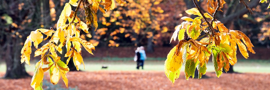 Herbstlaub und Frühlingstemperaturen. 