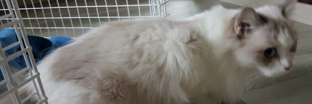 In einer verwahrlosten Kölner Wohnung wurde eine Katze gefunden. Sie soll dort vier Monate lang ganz alleine überlebt haben. 