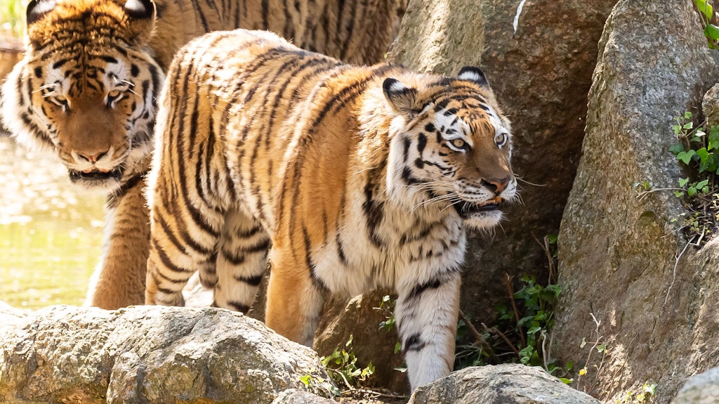 Tigerin Aurora (vorn) und ihr Gefährte Darius zogen im Frühjahr vom Tierpark Berlin in den Zoo.