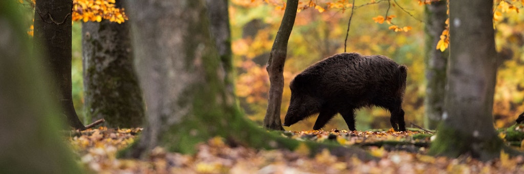 Ein Jäger in Russland hat einen Mann versehentlich erschossen, weil er ihn für ein Wildschwein gehalten hat (Symbolbild).