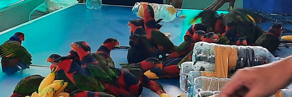 64 Frauenloris überlebten die Schmuggel-Tortur, 10 konnten nur noch tot aus den Flaschen geborgen werden.