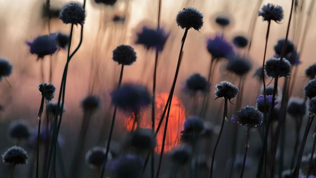 Sonnenaufgang in der Nähe der „Gärten der Welt“.