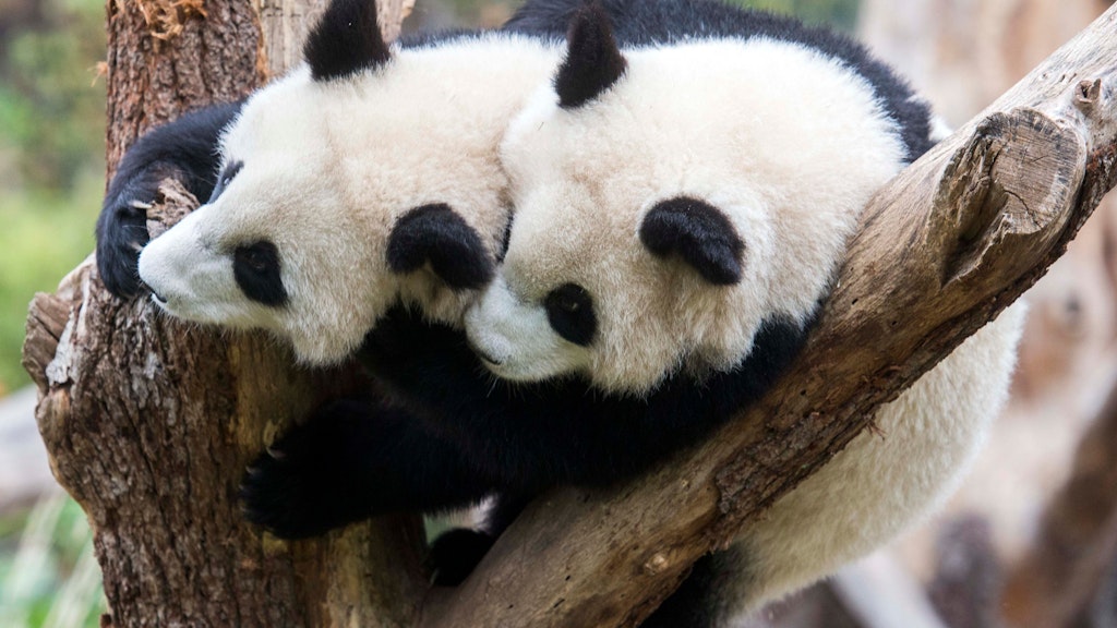 Mit der Präsentation der Panda-Zwillinge Pit und Paule erhoffte sich der Zoo für 2020 einen Besucheransturm. Die Corona-Krise machte einen Strich durch die Rechnung.