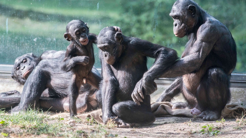 Eine Zwergschimpansen-Familie: Sie und andere Menschenaffen im Zoo sollten ein neues Zuhause bekommen. Wegen Corona ruht das Projekt.