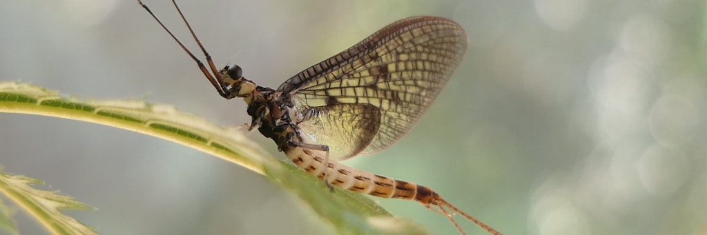 Eintagsfliegen haben mehr mit Libellen gemein als mit normalen Fliegen.